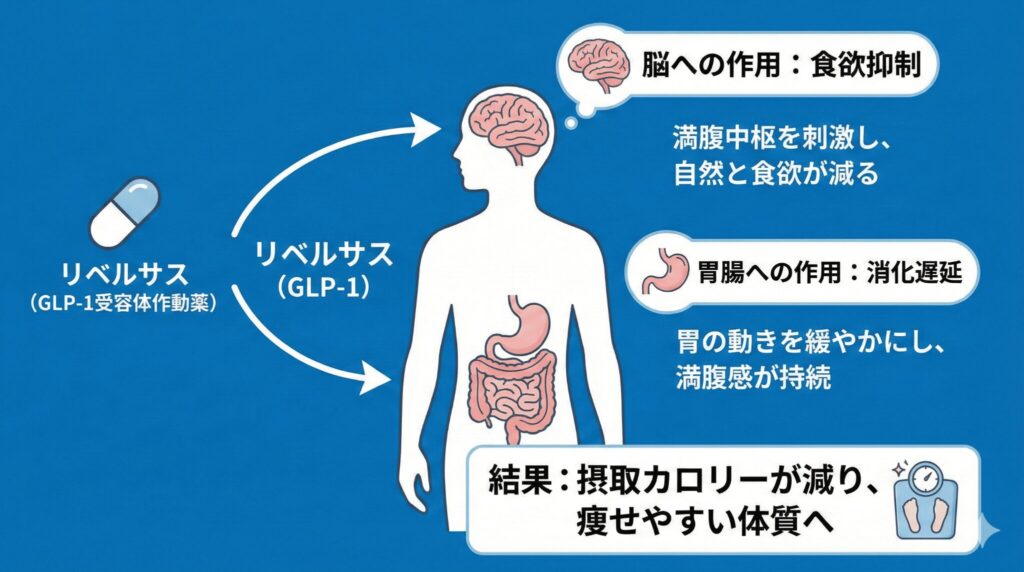リベルサス（GLP-1受容体作動薬）のダイエット効果のメカニズム図解。脳の満腹中枢への作用と胃の消化遅延作用により食欲を抑制する