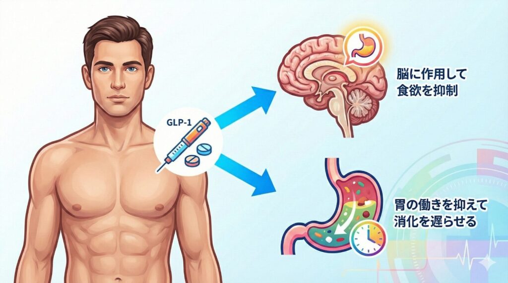 GLP-1受容体作動薬のダイエット効果メカニズム 脳の食欲抑制と胃の消化抑制