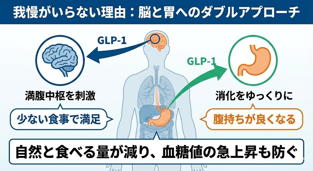 GLP-1が食欲を抑える仕組みの図解。脳の満腹中枢を刺激して少ない食事で満足感を得る効果と、胃の消化をゆっくりにして腹持ちを良くするダブルアプローチにより、自然に食べる量が減るメカニズムを解説。