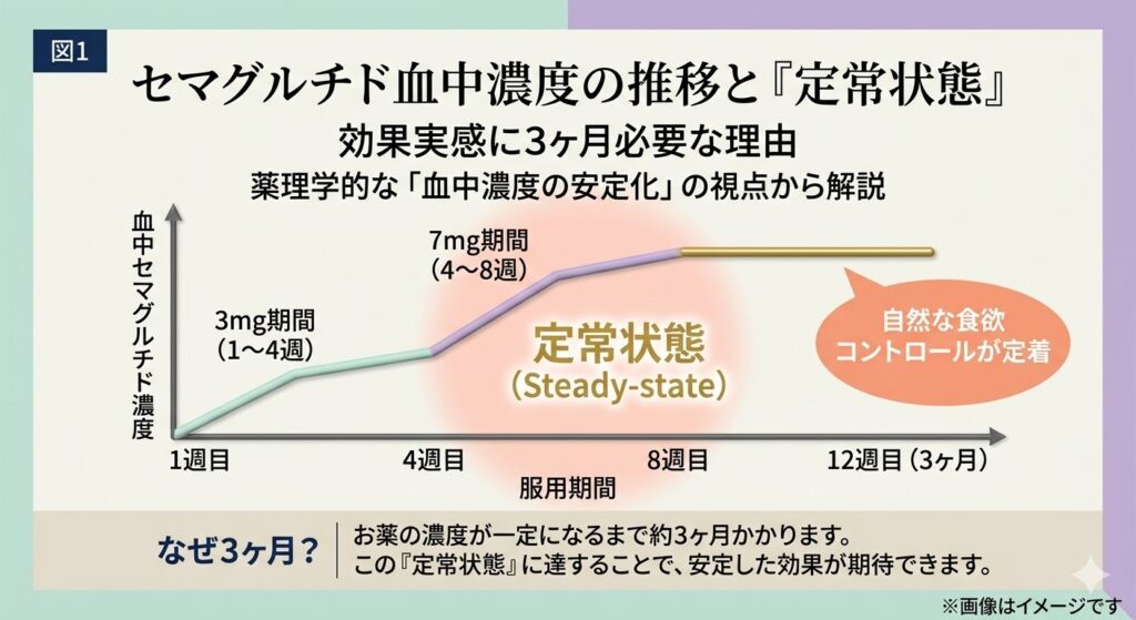 セマグルチド（リベルサス）の血中濃度推移グラフ。3mg服用期間（1〜4週）から7mg期間（4〜8週）を経て、服用から約3ヶ月（12週）で「定常状態」に達し、効果が安定することを示す図解。