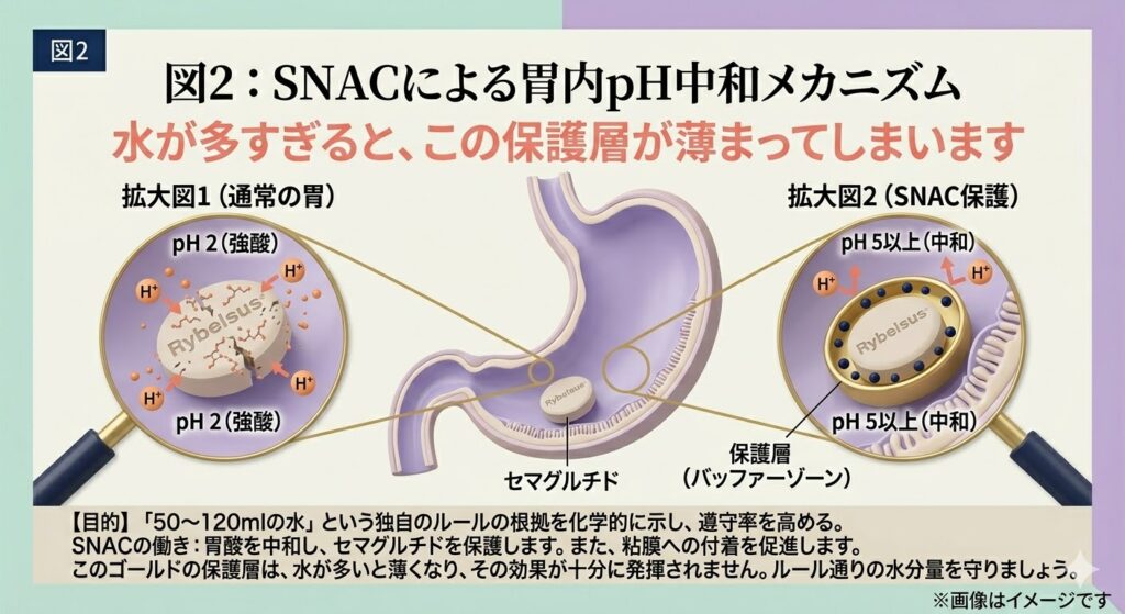 リベルサスのSNACによる胃内pH中和メカニズムの図解。胃酸（pH2）からセマグルチドを守る保護層（バッファーゾーン）が機能する様子と、水が多すぎると保護層が薄まるリスクを説明するイラスト。