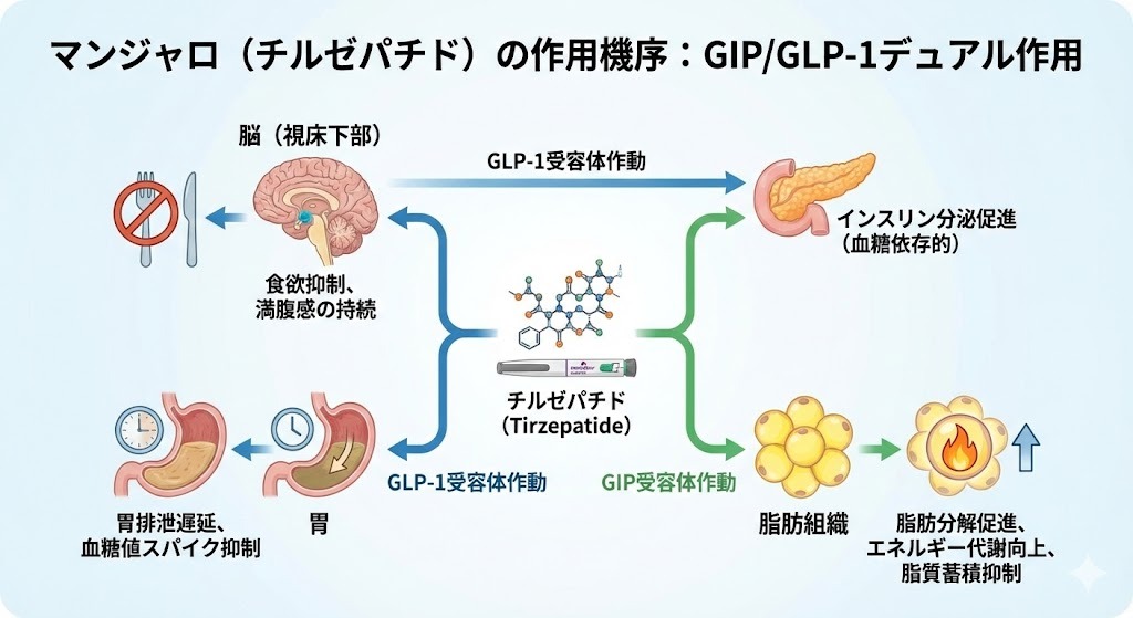 マンジャロ(チルゼパチド)の作用機序。GIP受容体とGLP-1受容体のデュアル作用による、食欲抑制、胃排泄遅延、脂肪分解の仕組みを図解した図。