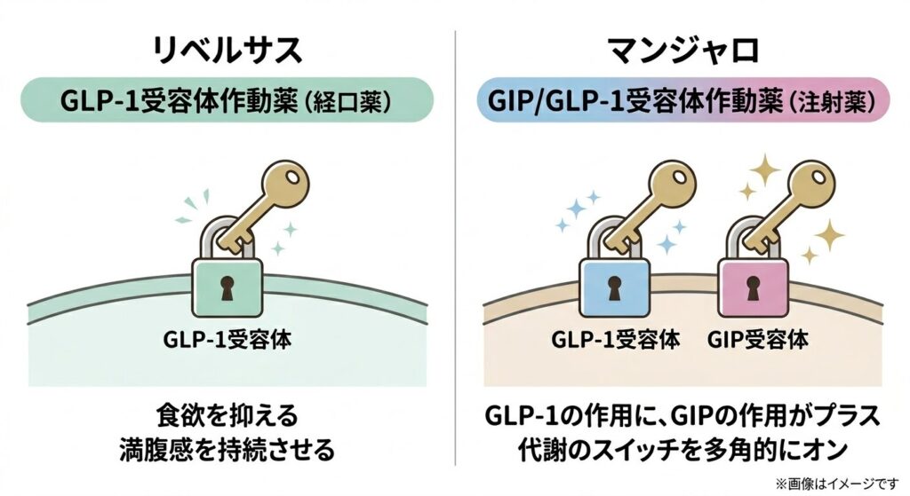 リベルサス(GLP-1受容体作動薬・経口薬)とマンジャロ(GIP/GLP-1受容体作動薬・注射薬)の作用機序の比較図
