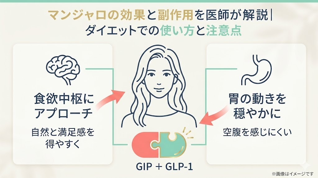 マンジャロ（GIP/GLP-1受容体作動薬）の仕組みの図解。脳の食欲中枢に働きかけて満足感を得やすくし、胃の動きを穏やかにすることで空腹を感じにくくする作用機序を説明しています。